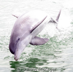 Dolphin Jumping by Juliana Metzger 